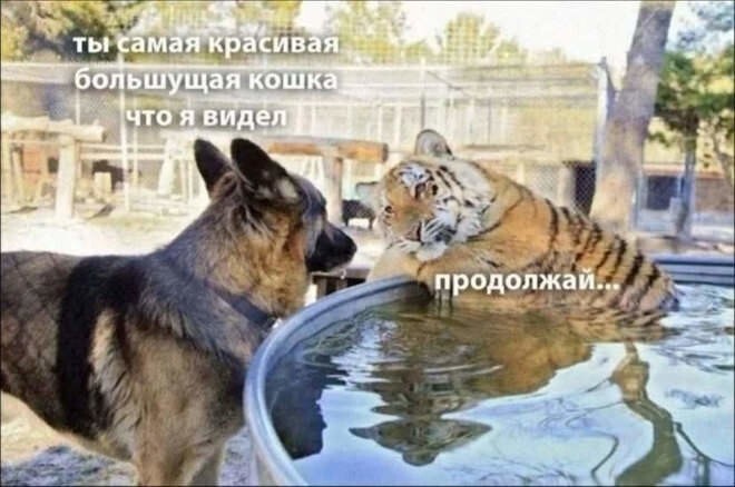 Смешные картинки