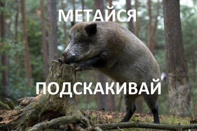 Скрины из соцсетей