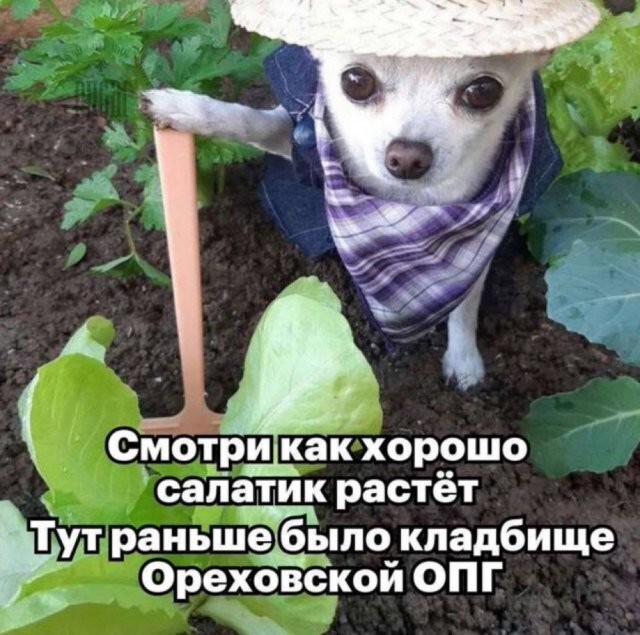 Скрины из соцсетей