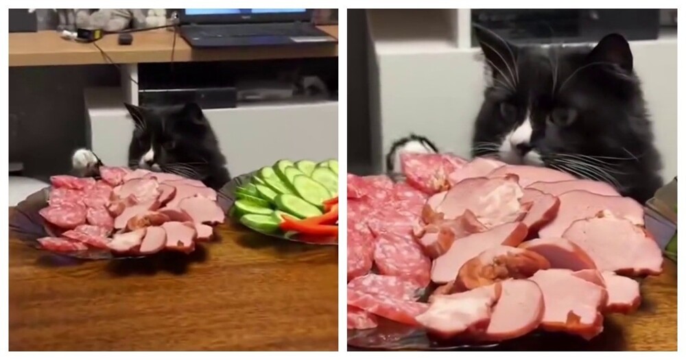 Кот стащил кусок мяса из тарелки