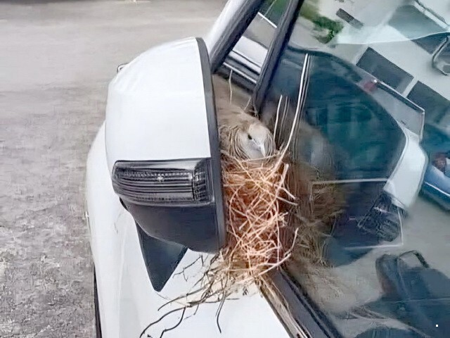 АвтоВсячина