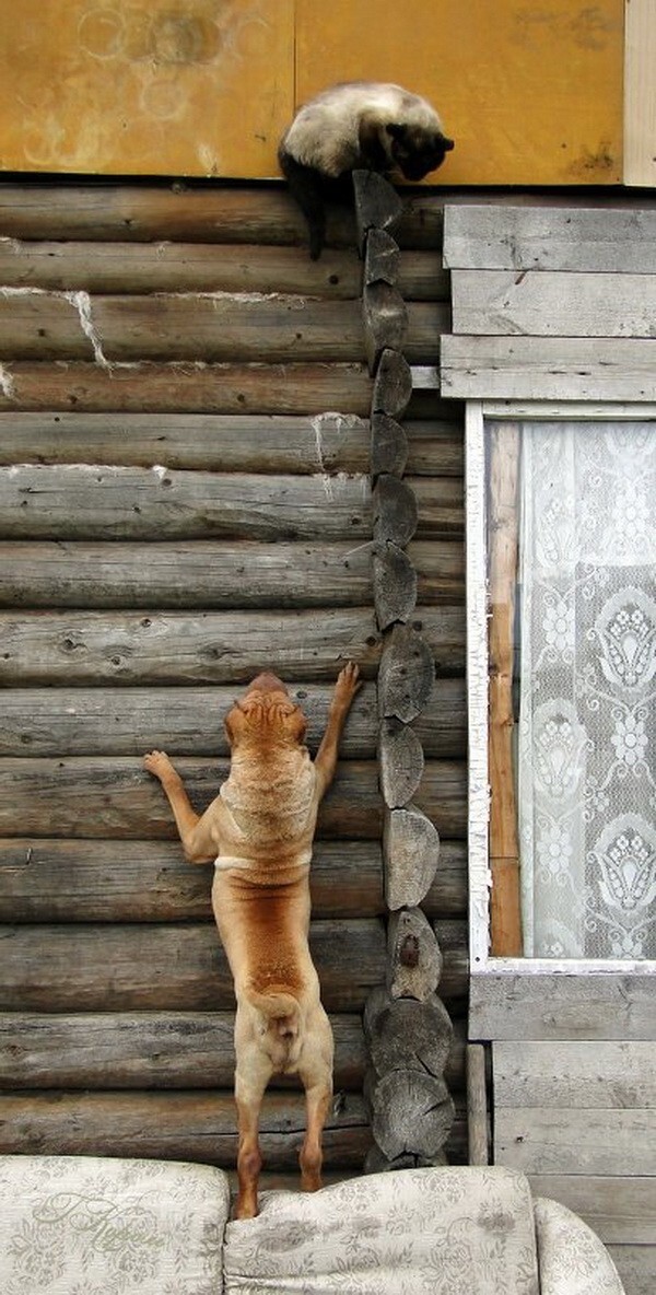 Сейчас мы проверим, одной ли мы крови! Г.Король