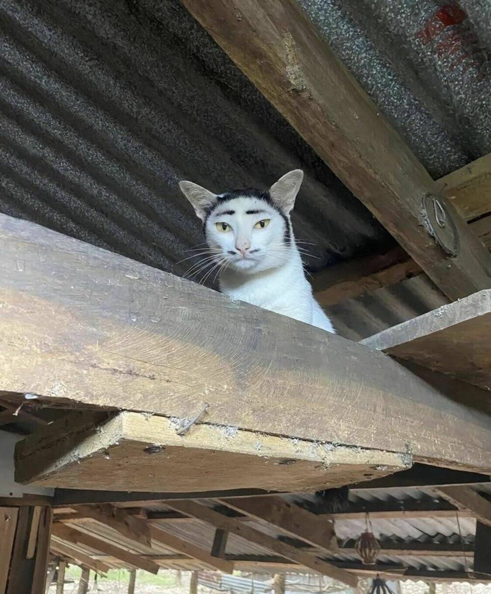 На общую тему 
