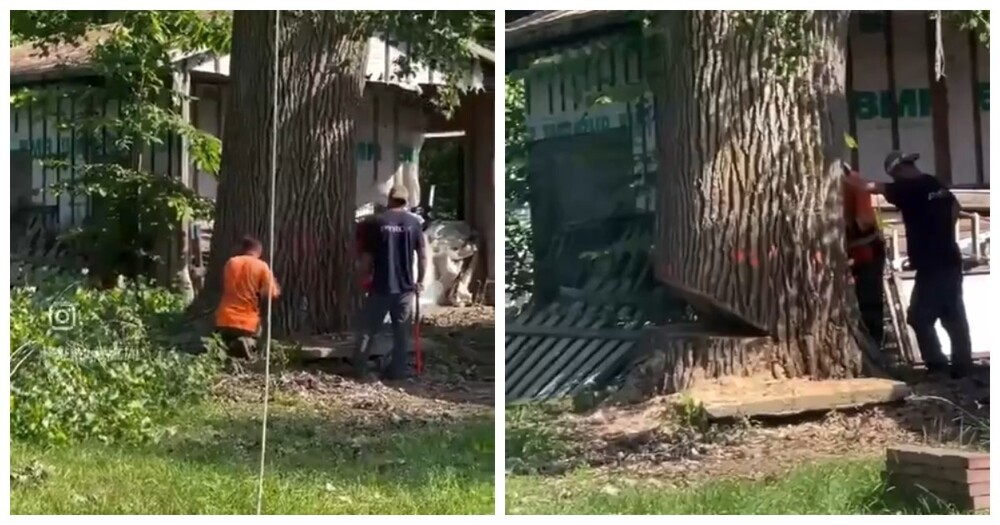 Как не следует рубить огромное дерево во дворе