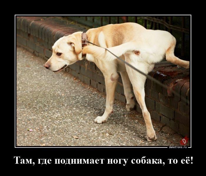 Там, где поднимает ногу собака, то её!