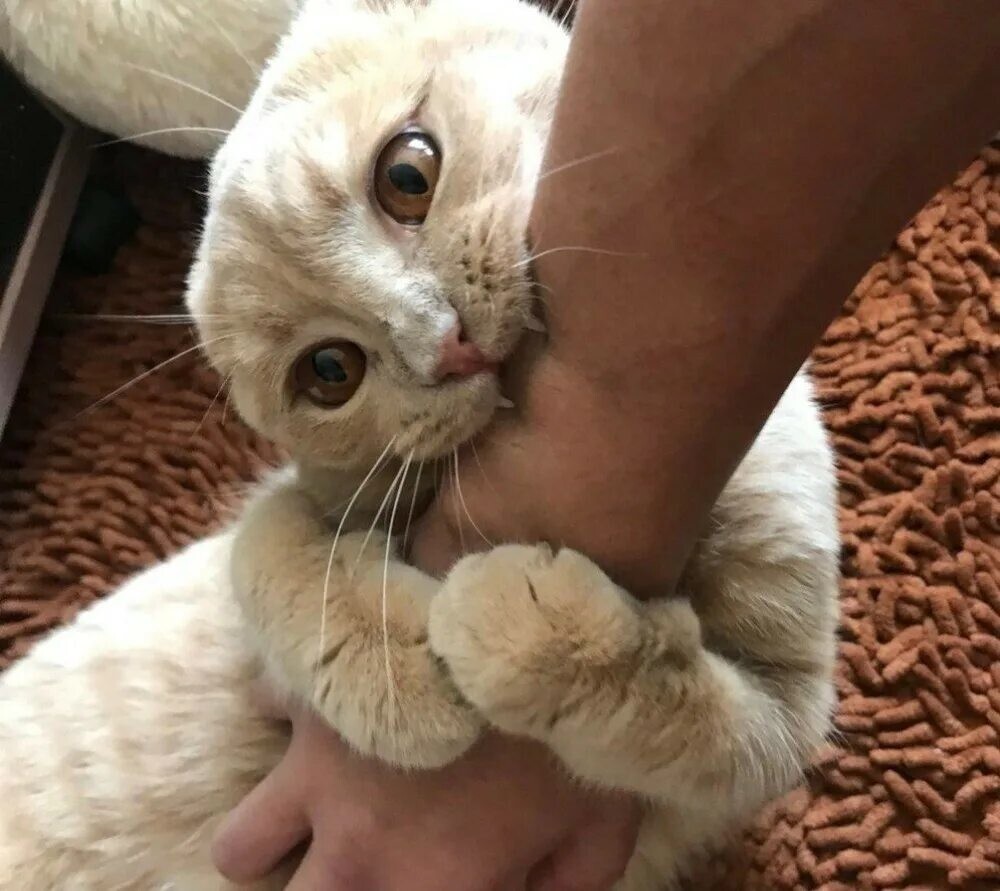 2. Лёгкий прикус = кошачий поцелуй