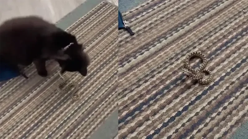 Кот принёс домой змею