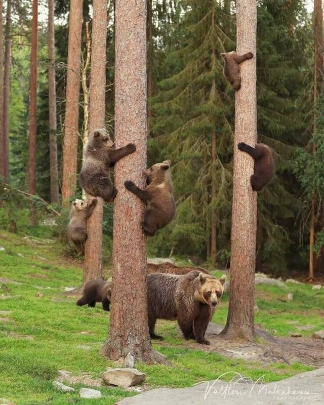 Намешалось