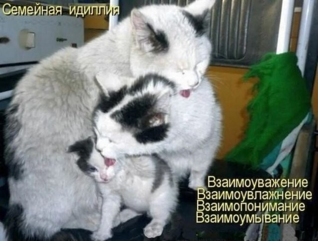Скрины из соцсетей            