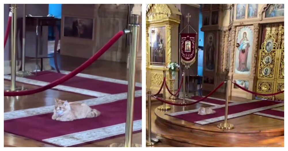 Пушистый церковный работник
