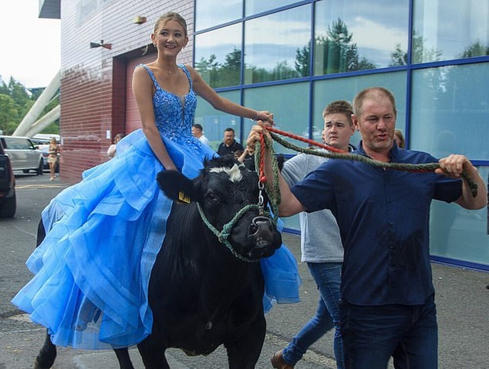 Школьница приехала на выпускной на корове