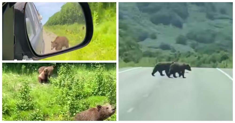 Медвежата выпрашивают еду у водителей на Камчатке
