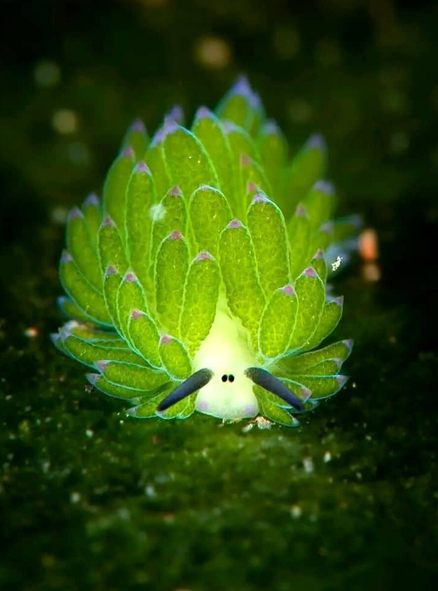 Морские овцы (Costasiella kuroshimae) способны к фотосинтезу