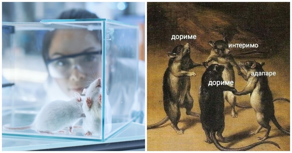 Ученые выяснили, как заставить мышей говорить