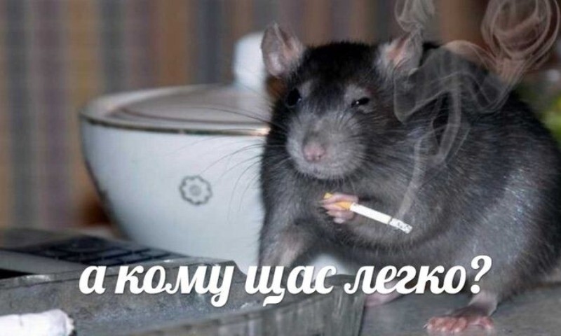 Ученые выяснили, как заставить мышей говорить