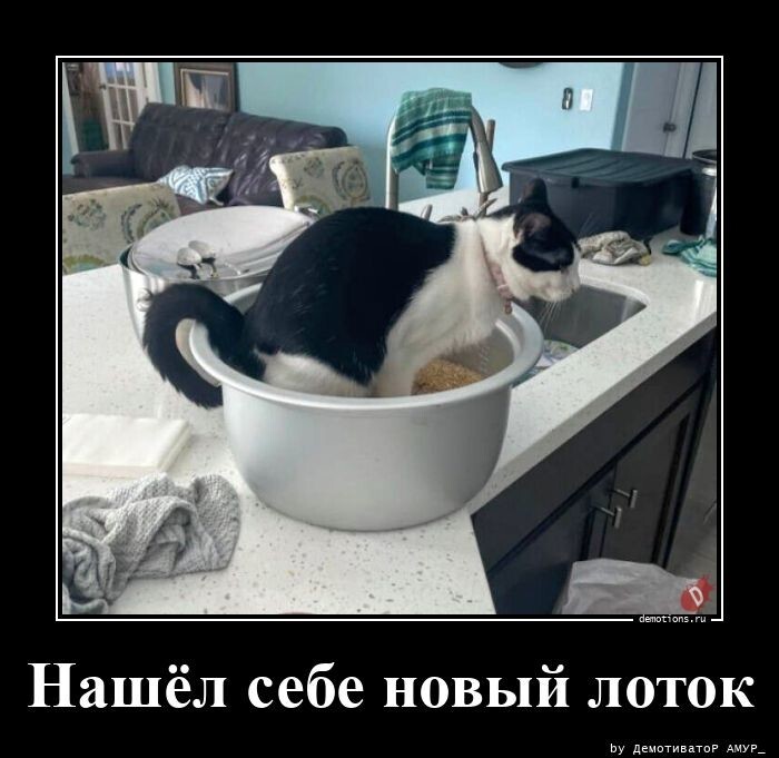 Нашёл себе новый лоток