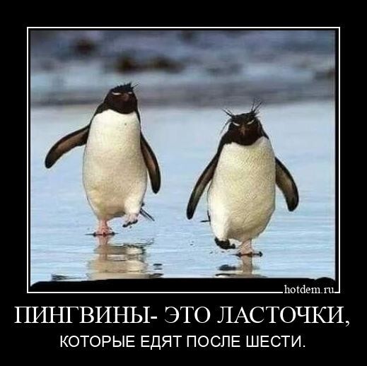 Пингвины - это ласточки, которые едят после шести