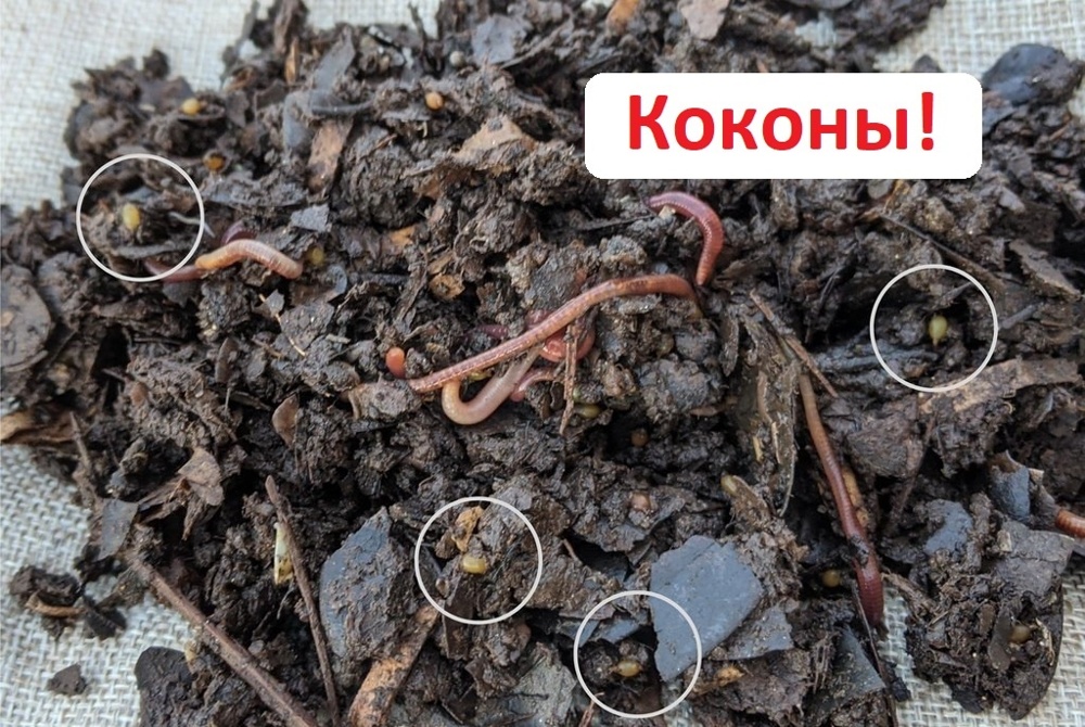Таинство рождения земляных червей