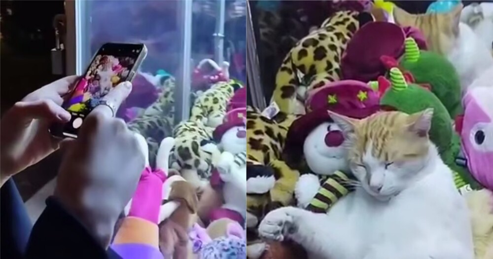 Кот залез в автомат с мягкими игрушками