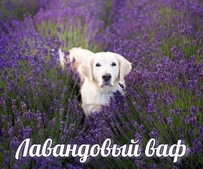 Смешные картинки