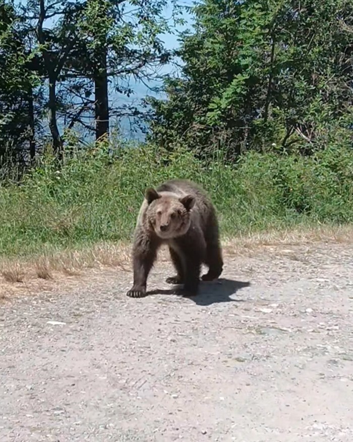 Последнее селфи туриста с медвежонком