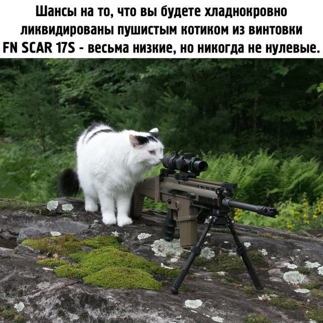 Скрины из соцсетей            