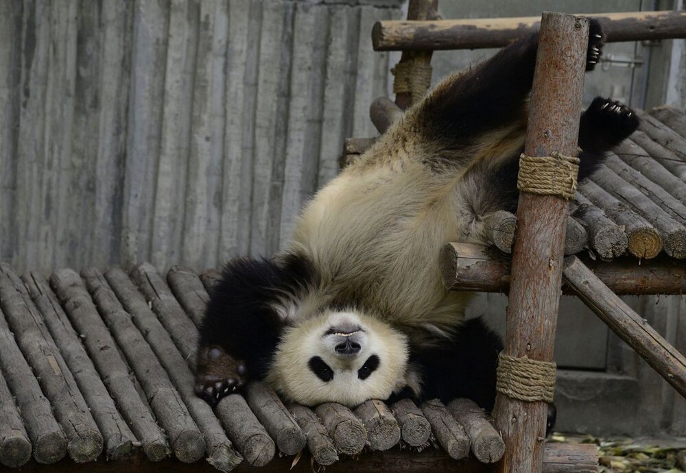 Фото-Jie Zhao.Corbis via Getty Images.