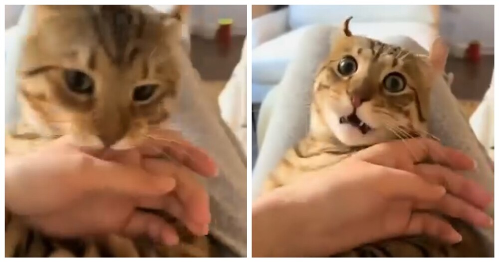 Женщина сломала кота