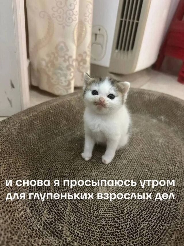 Не ищите здесь смысл. Здесь в основном маразм