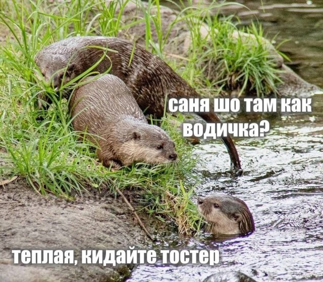 Скрины из соцсетей            