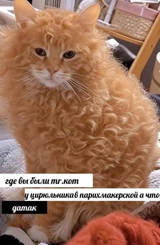 Скрины из соцсетей            