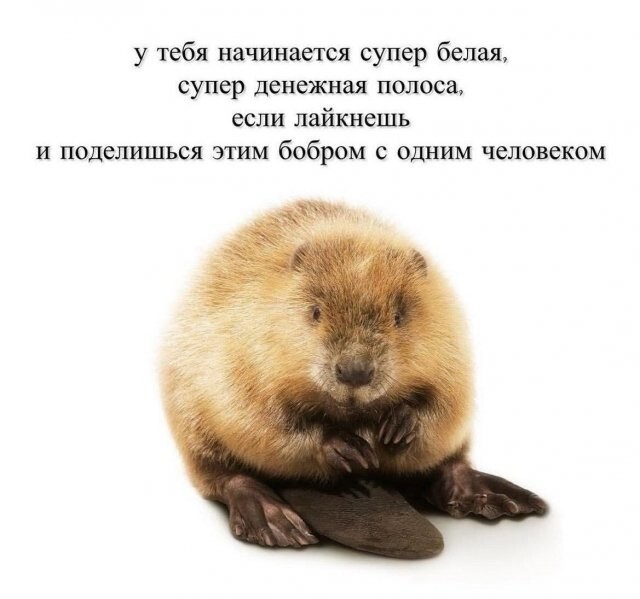Скрины из соцсетей            