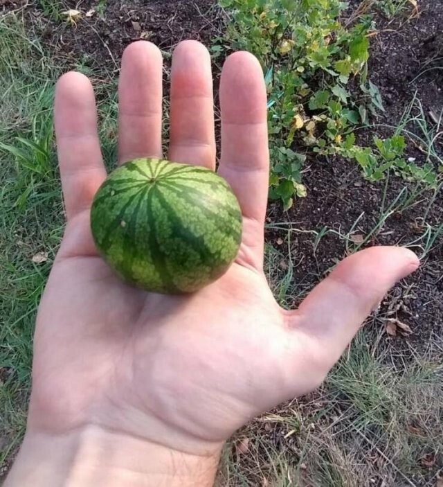  Намешалось 