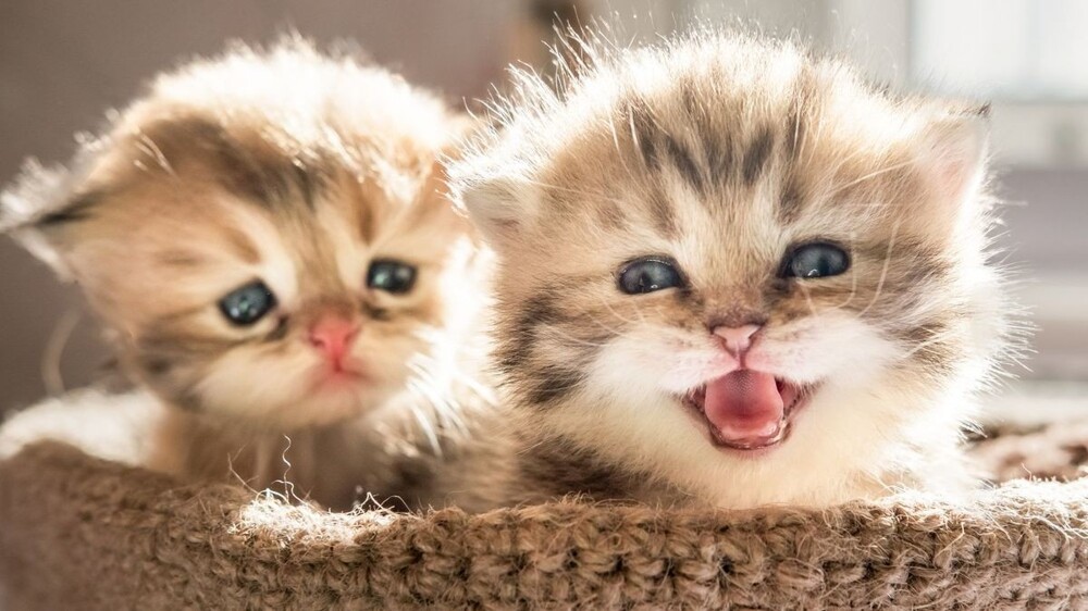 Разнообразие кошачьих звуков. Часть 3