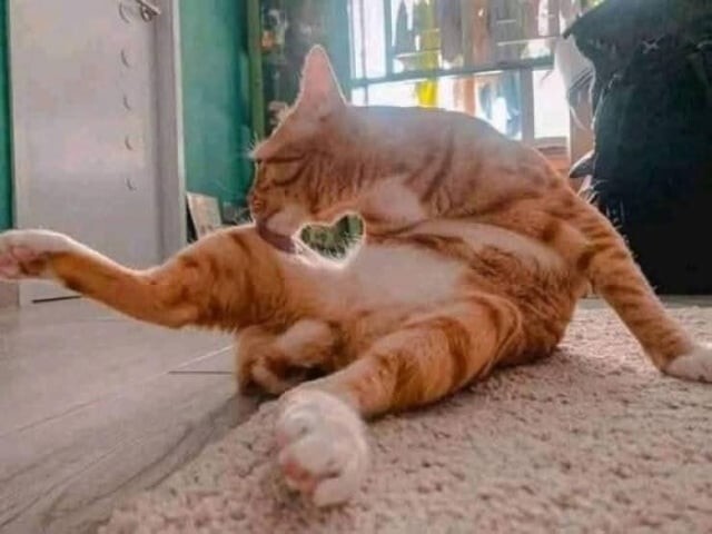 1. Любовь, лето, котики