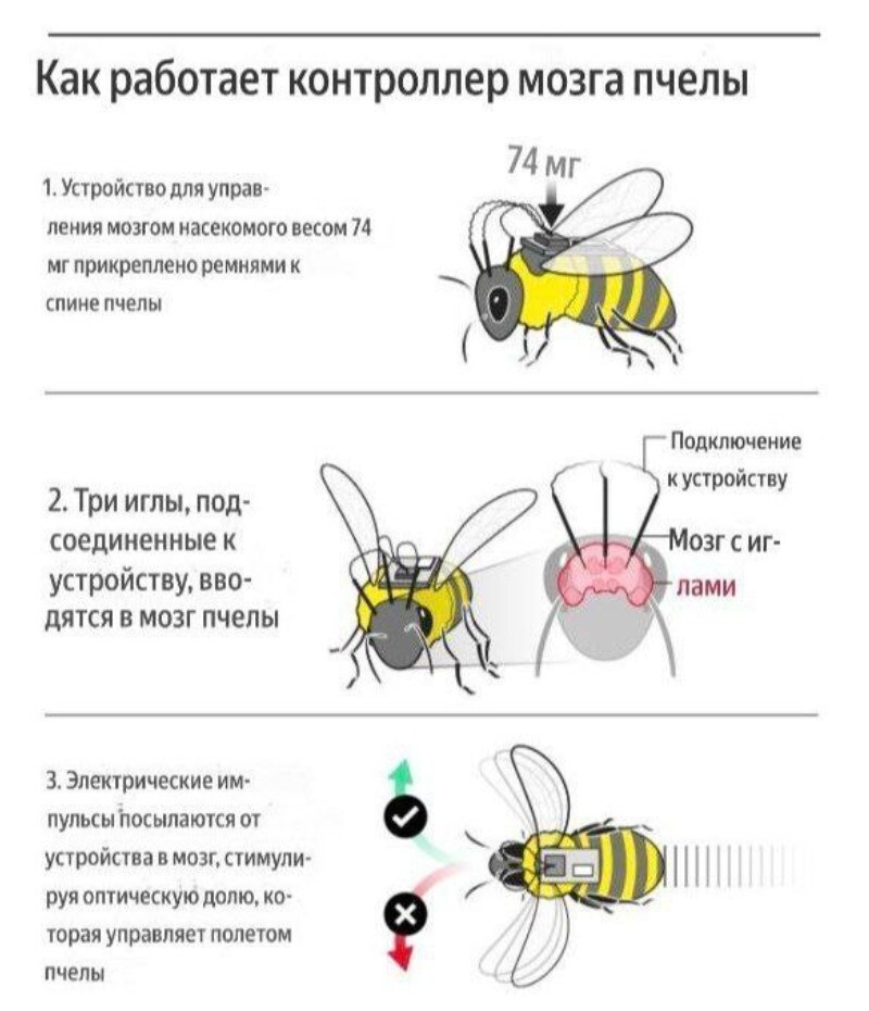 Китай представил новую разработку — киберпчёл