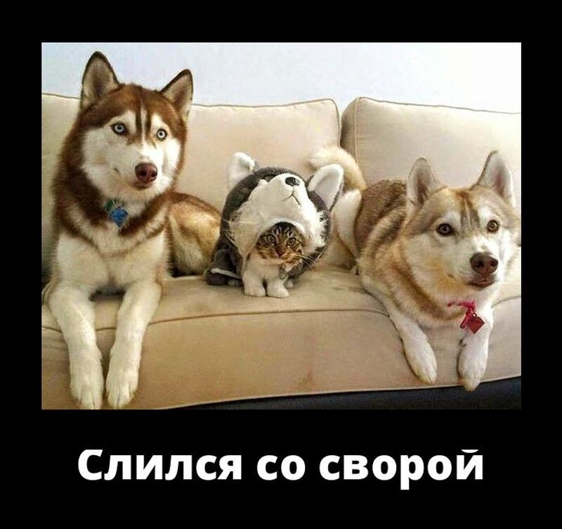 Слился со сворой