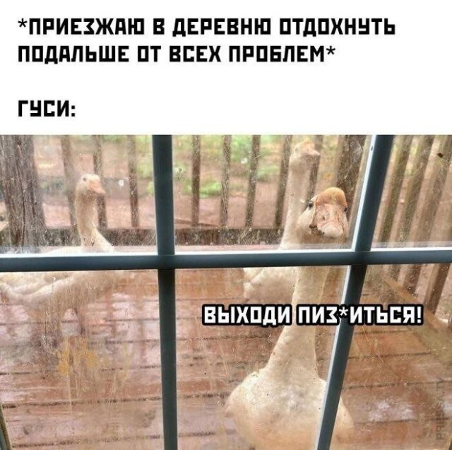 Скрины из соцсетей