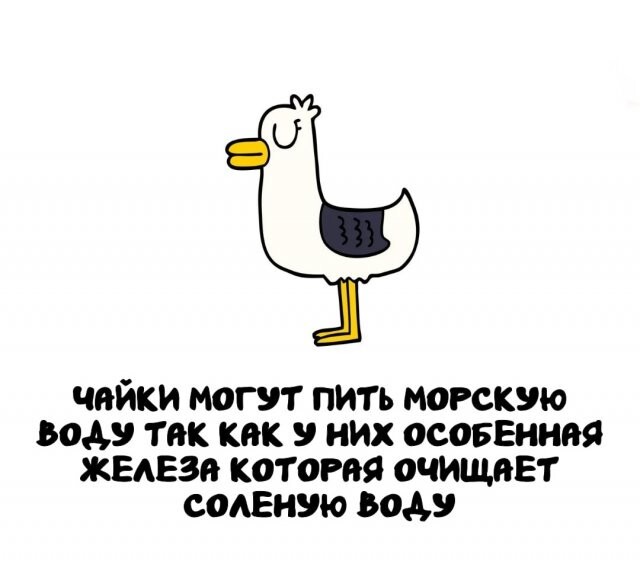 А вдруг ты не знал…