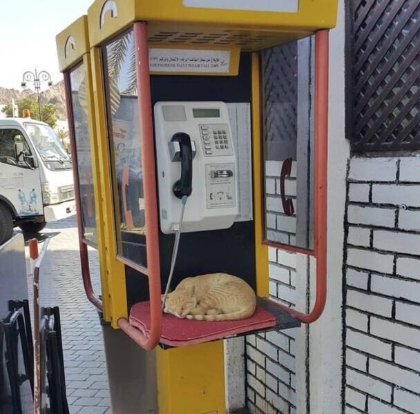 Намешалось
