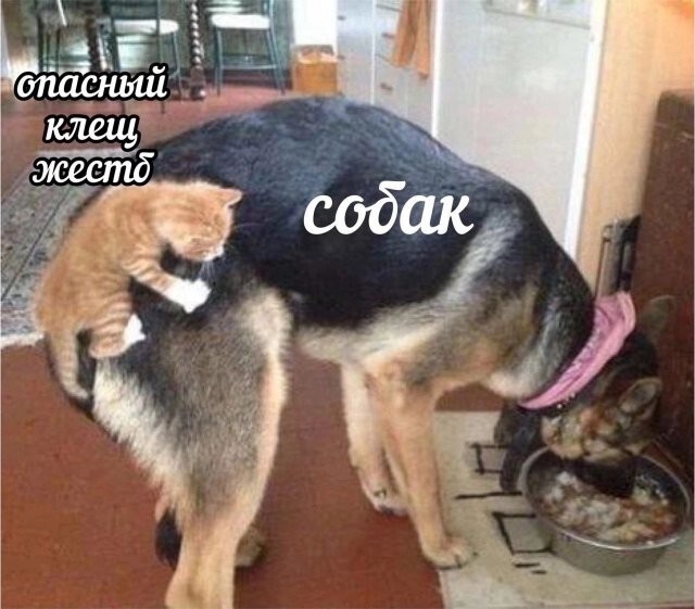 Не ищите здесь смысл. Здесь в основном маразм