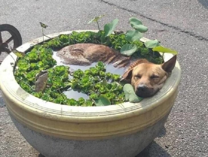 Всё вразнобой 