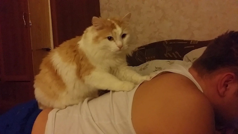 Полезен ли кошачий массаж