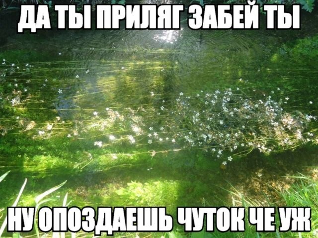 Скрины из соцсетей
