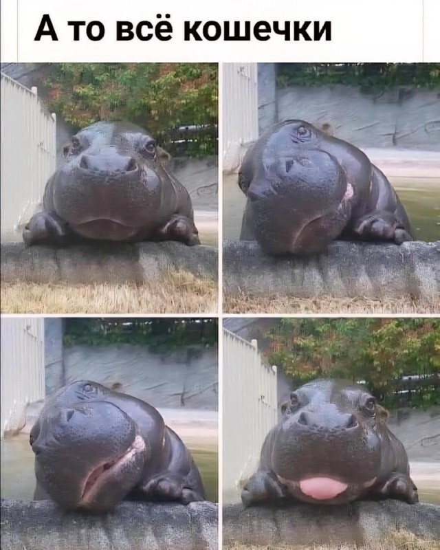 Скрины из соцсетей