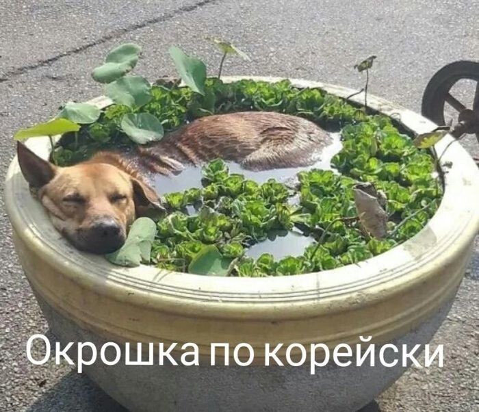 Скрины из соцсетей