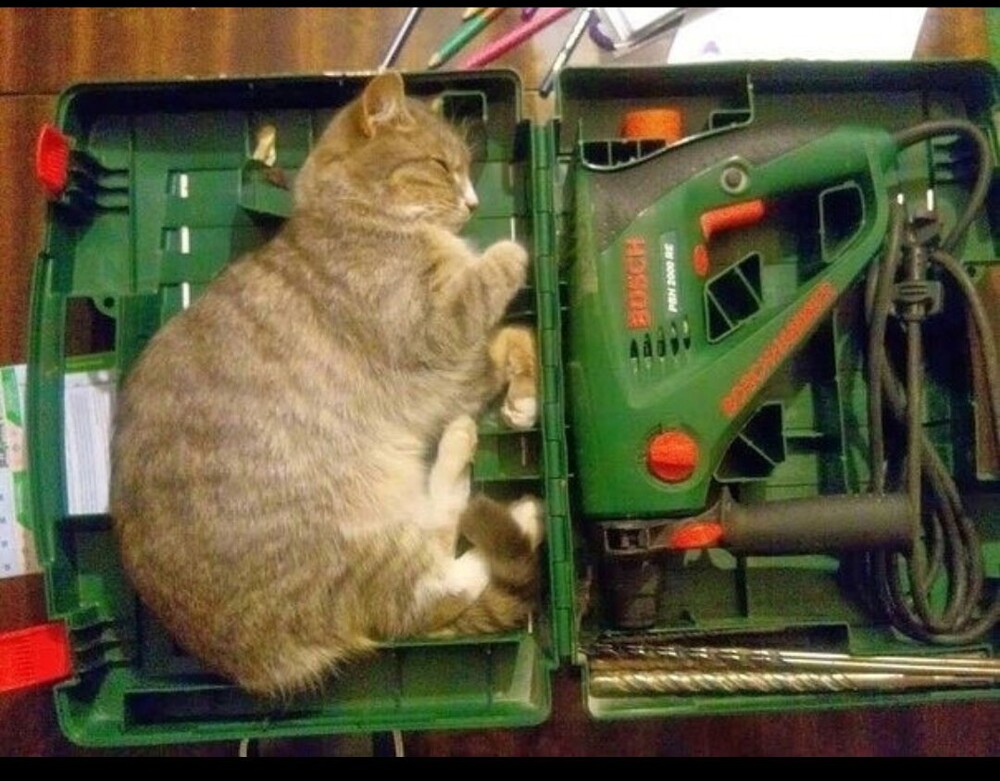 2. Трудовые котобудни