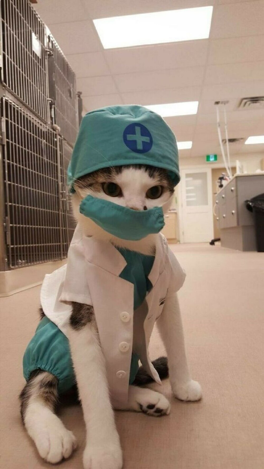 9. Котик-доктор! Что ж такого? Коти всякие нужны, коти всякие важны