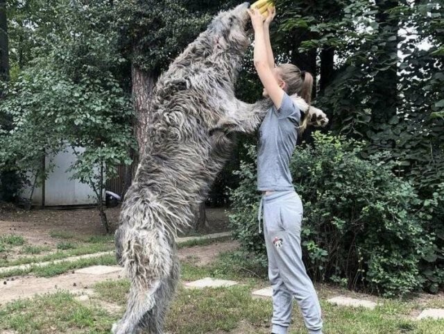 Намешалось