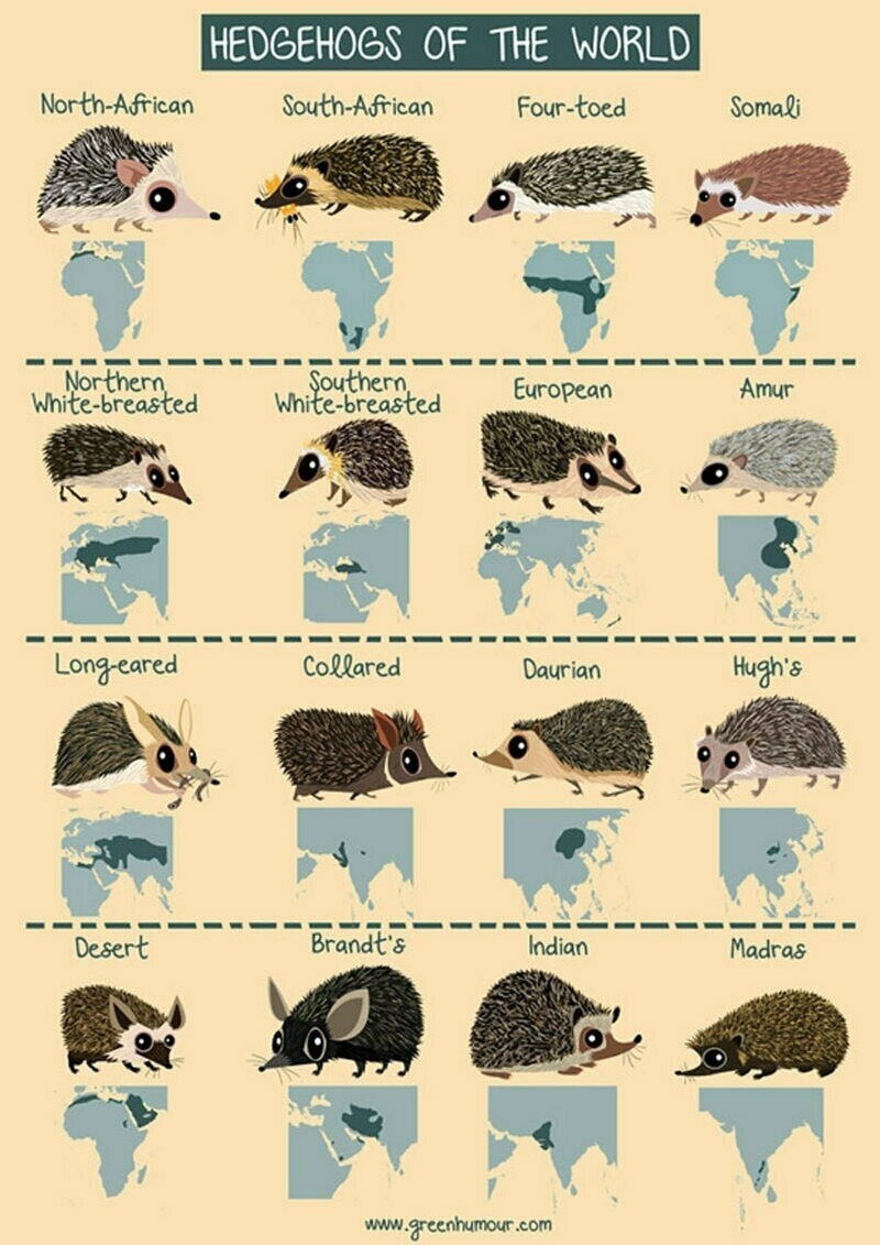 Ёжики мира